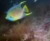 queen_angel_fish4.jpg