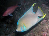 queen_angel_fish5.jpg