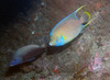 queen_angel_fish6.jpg