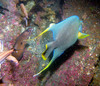 queen_angel_fish8.jpg
