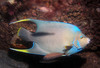 queen_angel_fish9.jpg