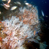 soft_coral2.jpg