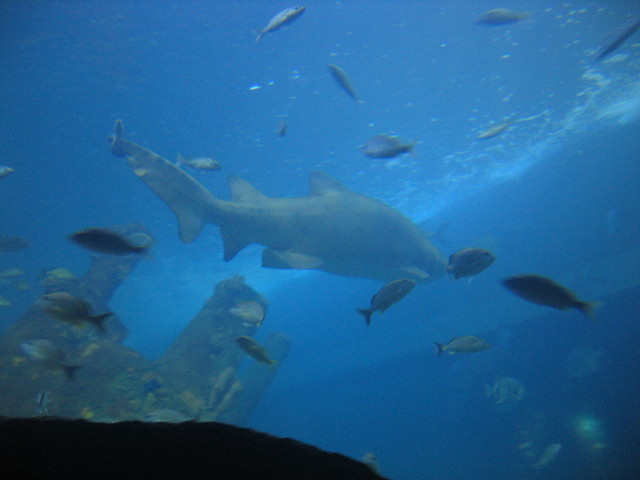 ../pictures/NC_aquarium24.jpg