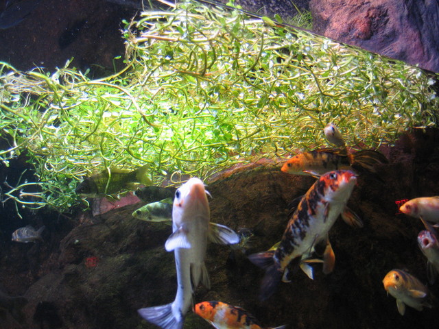 ../pictures/NC_aquarium6.jpg