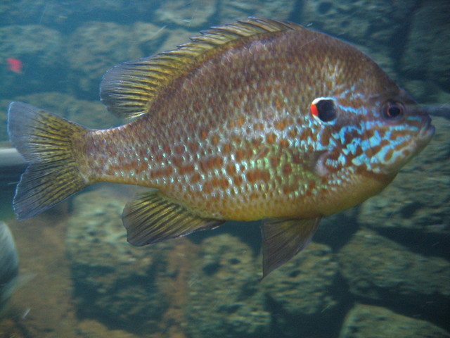 ../pictures/NC_aquarium7.jpg