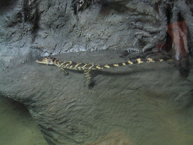 ../pictures/NC_aquarium9.jpg