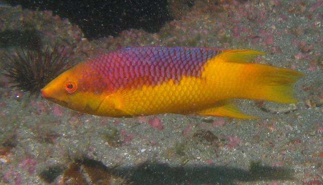 ../pictures/hog_fish3.jpg