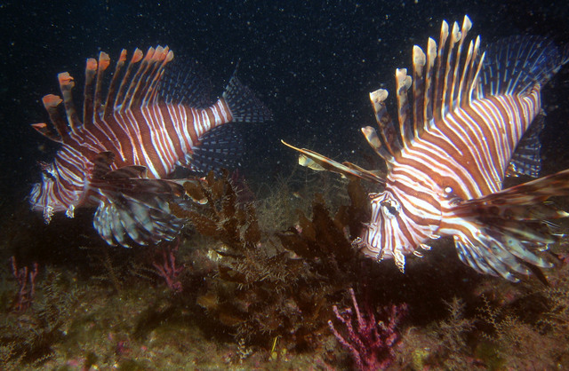../pictures/lion_fish24.jpg