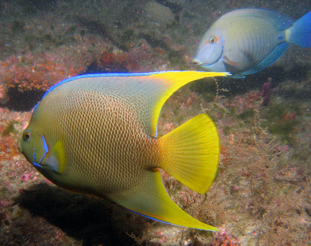 ../pictures/queen_angel_fish1.jpg