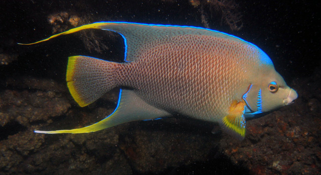 ../pictures/queen_angel_fish11.jpg