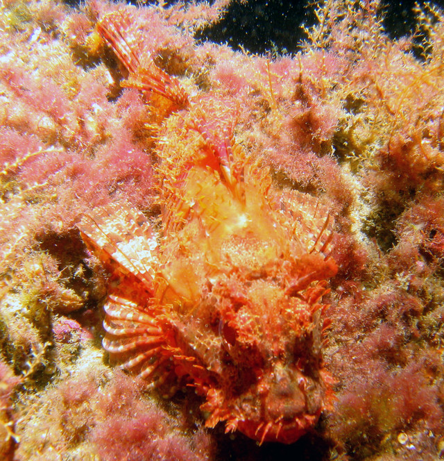 ../pictures/scorpion_fish4.jpg