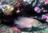grouper1.jpg
