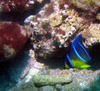 juvenile_angel_fish2.jpg