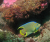queen_angel_fish2.jpg