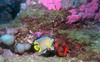 queen_angel_fish26.jpg