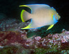 queen_angel_fish6.jpg