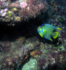 queen_angel_fish7.jpg