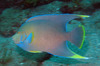 queen_angel_fish9.jpg