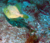 trigger_fish2.jpg