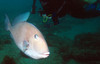 trigger_fish3.jpg