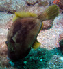 trigger_fish5.jpg