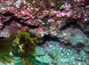 trigger_fish7.jpg