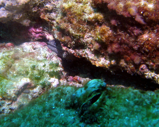 ../pictures/eel.jpg