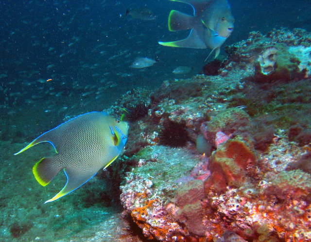 ../pictures/queen_angel_fish14.jpg