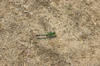 Dragonfly.jpg