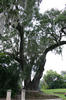 Middleton_Place12.jpg