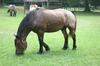 Middleton_Place33.jpg
