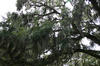 Middleton_Place39.jpg
