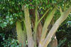 Middleton_Place41.jpg