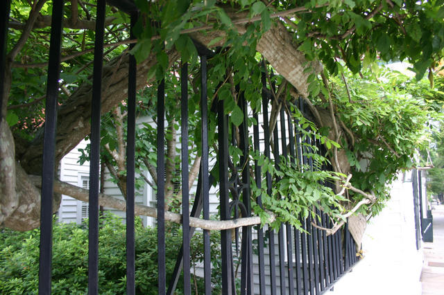 ../pictures/Charleston26.jpg