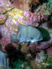 atlantic_spade_fish3.jpg
