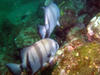 atlantic_spade_fish6.jpg