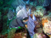atlantic_spade_fish8.jpg