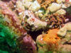 coral4.jpg