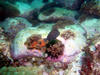 coral6.jpg