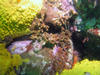 coral7.jpg