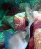 cow_fish.jpg