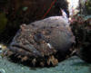 toad_fish4.jpg