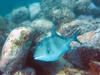 trigger_fish.jpg