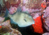 trigger_fish2.jpg