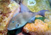 trigger_fish3.jpg