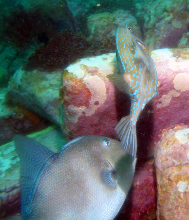 ../pictures/cow_fish.jpg