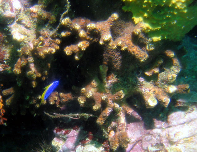 ../pictures/tropical_fish.jpg