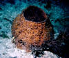 barel_coral.jpg