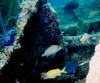 blue_tang.jpg