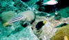 damselfish.jpg